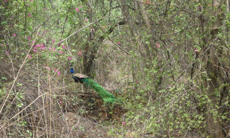 Forest area of Delhi Ridge (Image: Wikipedia)