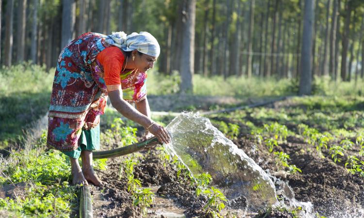 A farmer uses a hosepipe to irrigate crops at her farm in the Nilgiris mountains, Tamil Nadu (Image: IWMI Flickr Photos; CC BY-NC-ND 2.0 DEED)