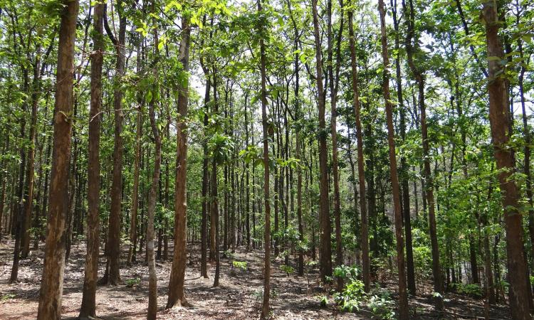 Carbon-dense tropical forests in India (Image: Needpix)