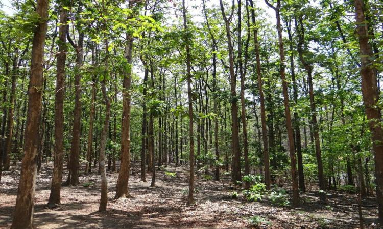 Carbon-dense tropical forests in India (Image Source: Needpix)