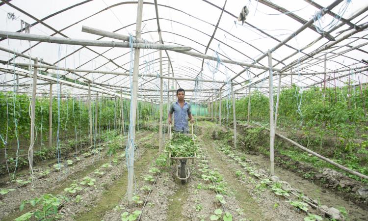 Drip irrigation in use (Image: IWMI Flickr) 