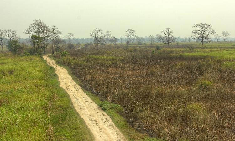 Grassland in the Kaziranga National Park in Assam (Image Source: Debabrata Phukon via Wikimedia Commons)