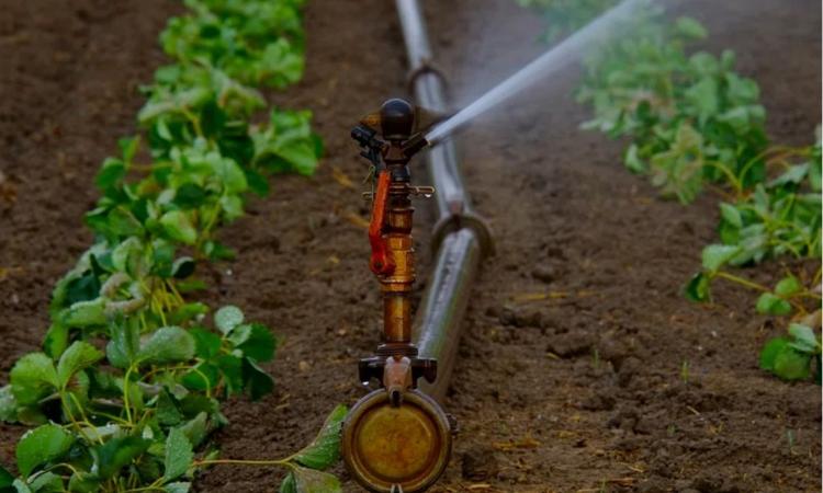 Enhancing efficiency through sprinkler irrigation (Image: Rawpixel; CC0 License)