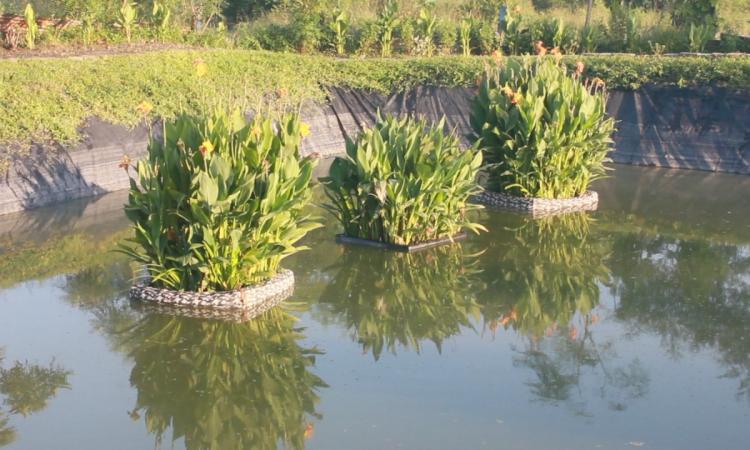 Innovative solutions to clean urban water bodies, Floating islands (Photo Credit: Priyanshu Kamath)