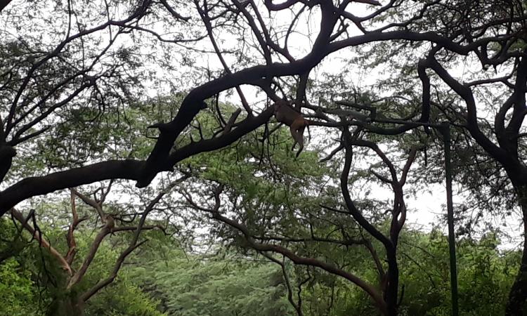 Malcha forest area, Delhi ridge (Image: Pinakpani, Wikimedia Commons)