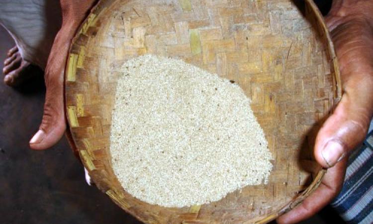 Traditional Rice Kosla of Niyamgiri Hills (Image Source: Pankaj Oudhia via Wikimedia Commons)