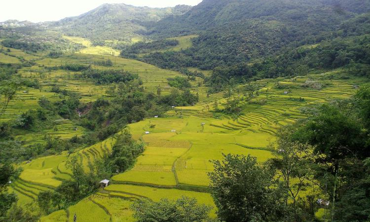 Terrace cultivation in Nagaland (Image Source: Tewu via Wikimedia Commons)