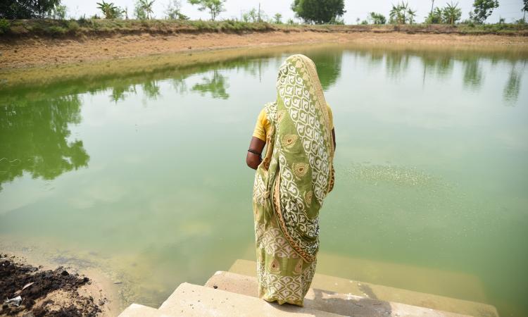 Woman member of water user association is giving fish feed to a community pond in West Midnapore in West Bengal (Image: Tanmoy Bhaduri/IWMI)