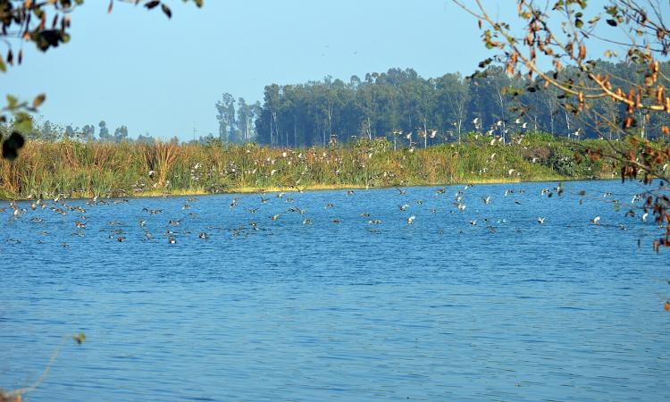 The Asan wetland in Dehradun, Uttarakhand (Image Source: Ashish Gaur via Wikimedia Commons)
