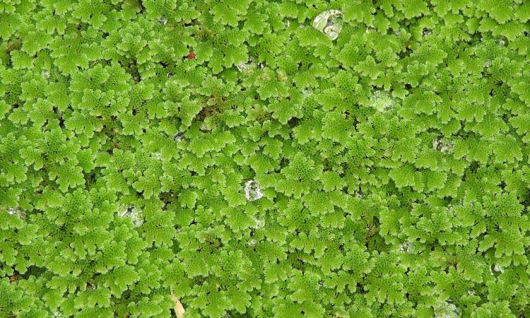 Azolla pinnata, water fern that drinks oils (Image Source: Yercaud-elango via Wikimedia Commons)