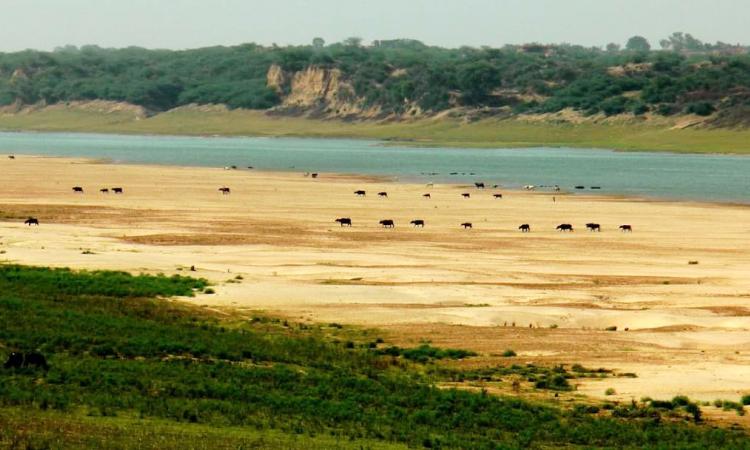 चंबल नदी में भयानक रूप से गिर रहा जलस्तर