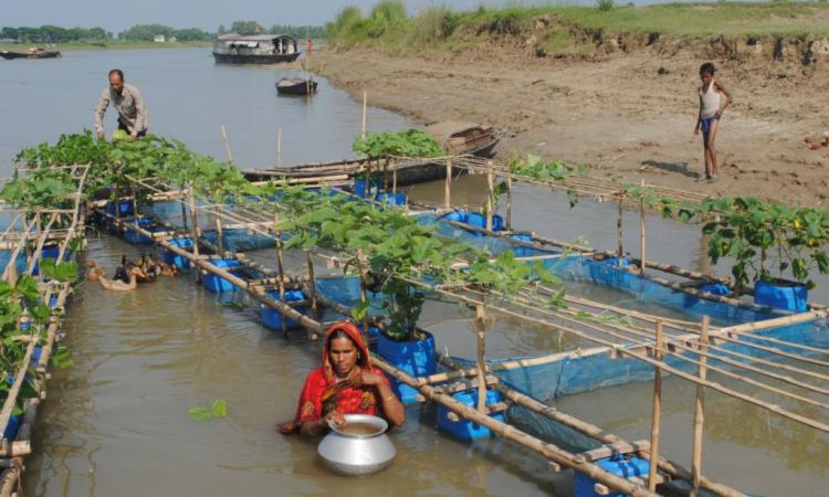 तैरते खेत (फोटो साभार - netzfrauen.org)