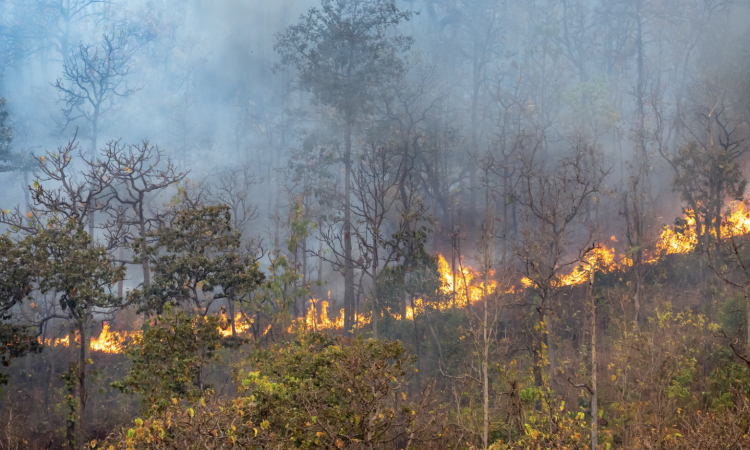 Climate change fuels devastating forest fires (Image: PDAG)