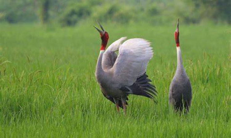 ग्रास लैंड बर्ड (फोटो साभार - natureinfocus.in)