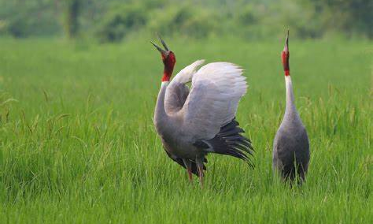 ग्रास लैंड बर्ड (फोटो साभार  - natureinfocus.in)