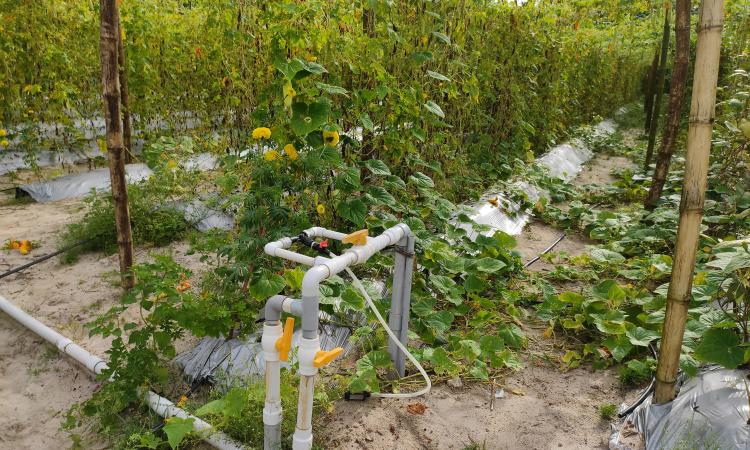 Drip irrigation in Kerala (Image: Vis M, Wikimedia Commons; CC BY-SA 4.0)