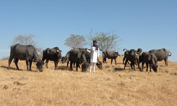 Maldharis grazing buffaloes on grasslands (Image Source: A. J. T. Johnsingh, WWF-India and NCF via Wikimedia Commons)