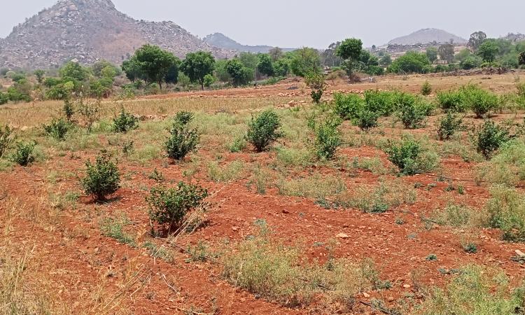 Jasmine on the fields as part of the groundwater collectivisation agreement at Kummara Vandla Palli village, Sri Satya Sai District. (Images: WASSAN/Swaran)