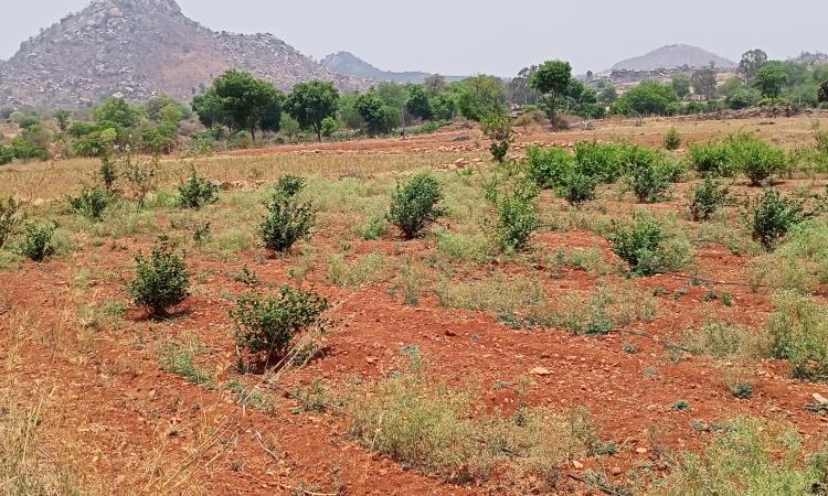 Jasmine on the fields as part of the groundwater collectivisation agreement at Kummara Vandla Palli village, Sri Satya Sai District. (Images: WASSAN/Swaran)