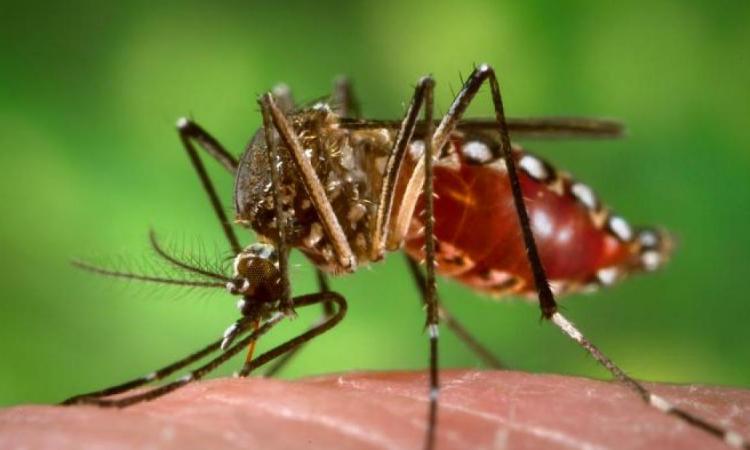 Aedes aegypti mosquito, the primary vector for Dengue (Source: James Gathany via Wikimedia Commons)