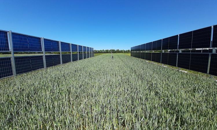 Agrivoltaic installation using vertical bifacial solar panels. Image for representation purposes only (Image Source: Marta Victoria via Wikimedia Commons)