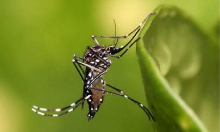 The dengue-causing Aedes aegypti mosquito (Source: Wikimedia Commons)