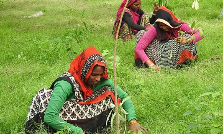 Urgent need for tree planting in Delhi to address stormwater management and air pollution (Image: Grow-Trees.com)