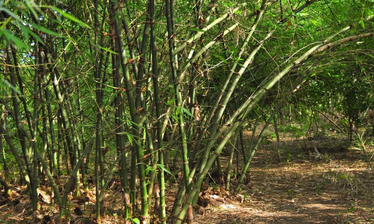 Bamboo can be used for eco-friendly products and social impact (Image: Wikimedia Commons)