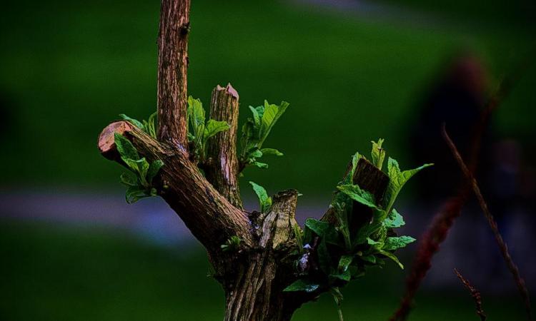 Innovating for sustainability (Image: Deviantart)