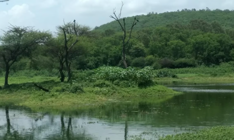 आर्द्रभूमियाँ - जैव विविधता का खजाना (स्रोत: आरती केलकर खंबेटे)