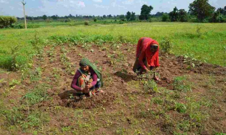 कुपोषण मिटाने पथरीली जमीन पर महिलाओं ने बहाया पसीना