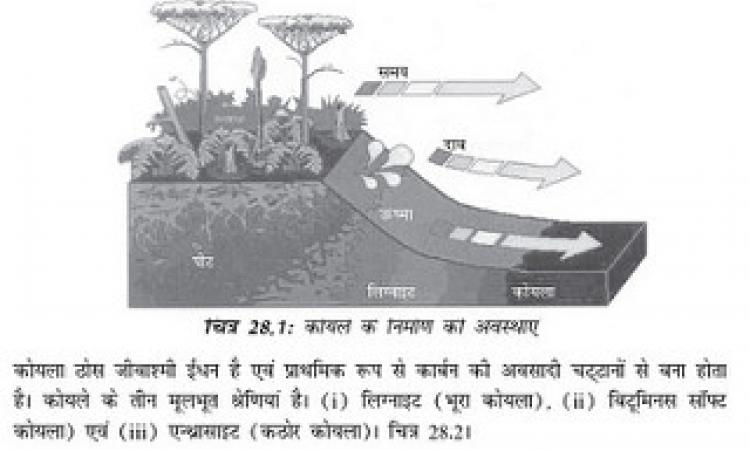 कोयले के निर्माण की अवस्थाएँ