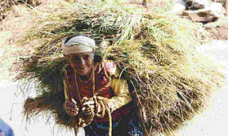 जंगल से चारा लाती बुजुर्ग महिला