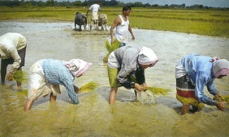 धान की रोपाई करते किसान