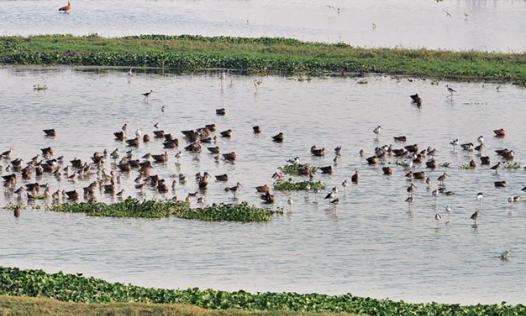 नजफगढ़ झील कभी चिड़ियों का विहार था