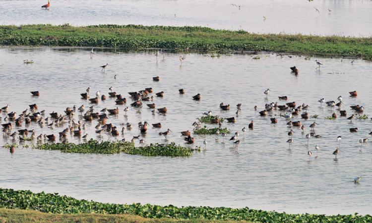 नजफगढ़ झील कभी चिड़ियों का विहार था