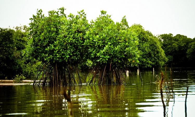 बुंमैंग्रोव वन जलवायु परिवर्तन के परिणामों से निपटने में सबसे अच्छा विकल्प, फोटो - hindi water flicker