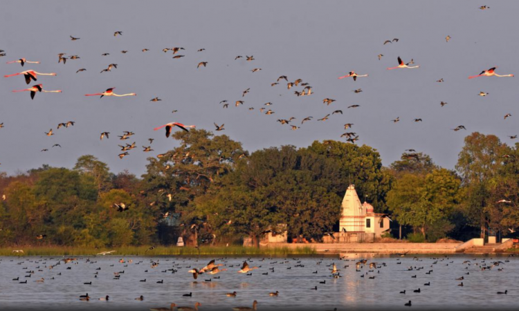 राजस्थान के उदयपुर जिले के मेनार गांव में धंध झील में पक्षियों का झुंड,फोटो-Special Arrangement