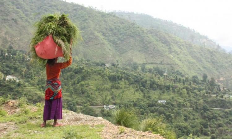 पहाड़ी पर जंगल से अपने सिर पर घास रख गंतव्य के लिए जाती महिला।