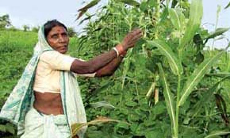 ललिताबाई अपने पाटा से सब्जी तोड़ती हुईं