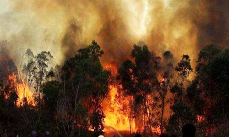 लापरवाही के कारण उत्तराखण्ड के जंगलों में लगती आग