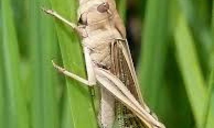 African locust