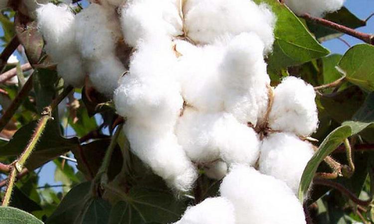 BT cotton