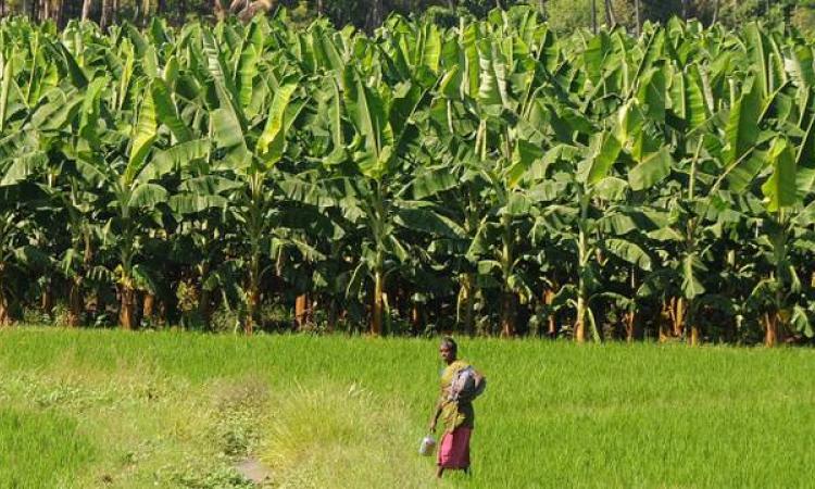 Banana Grower