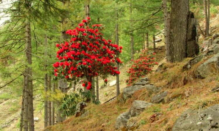 बुरांश