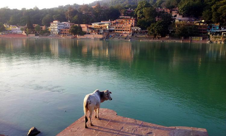 Cow and Ganga
