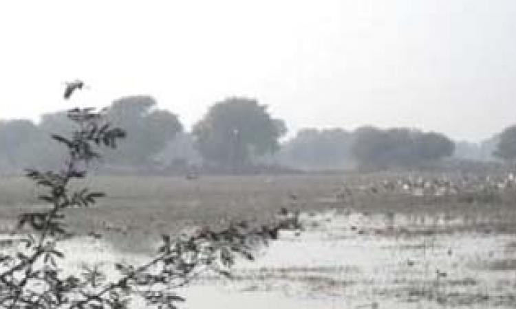 भरतपुर के केवलादेव पक्षी विहार के उथले पानी में भोजन की तलाश करते परिन्दे
