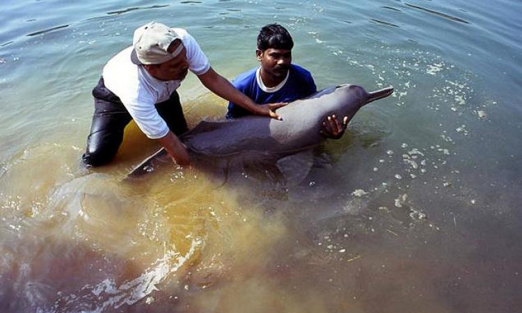 Dolphin India