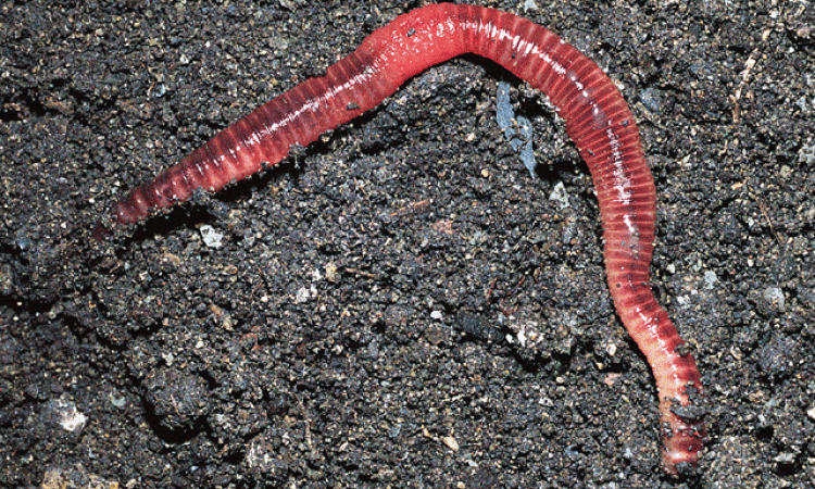 Earthworm