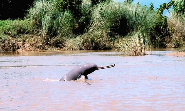 Ganga dolphin